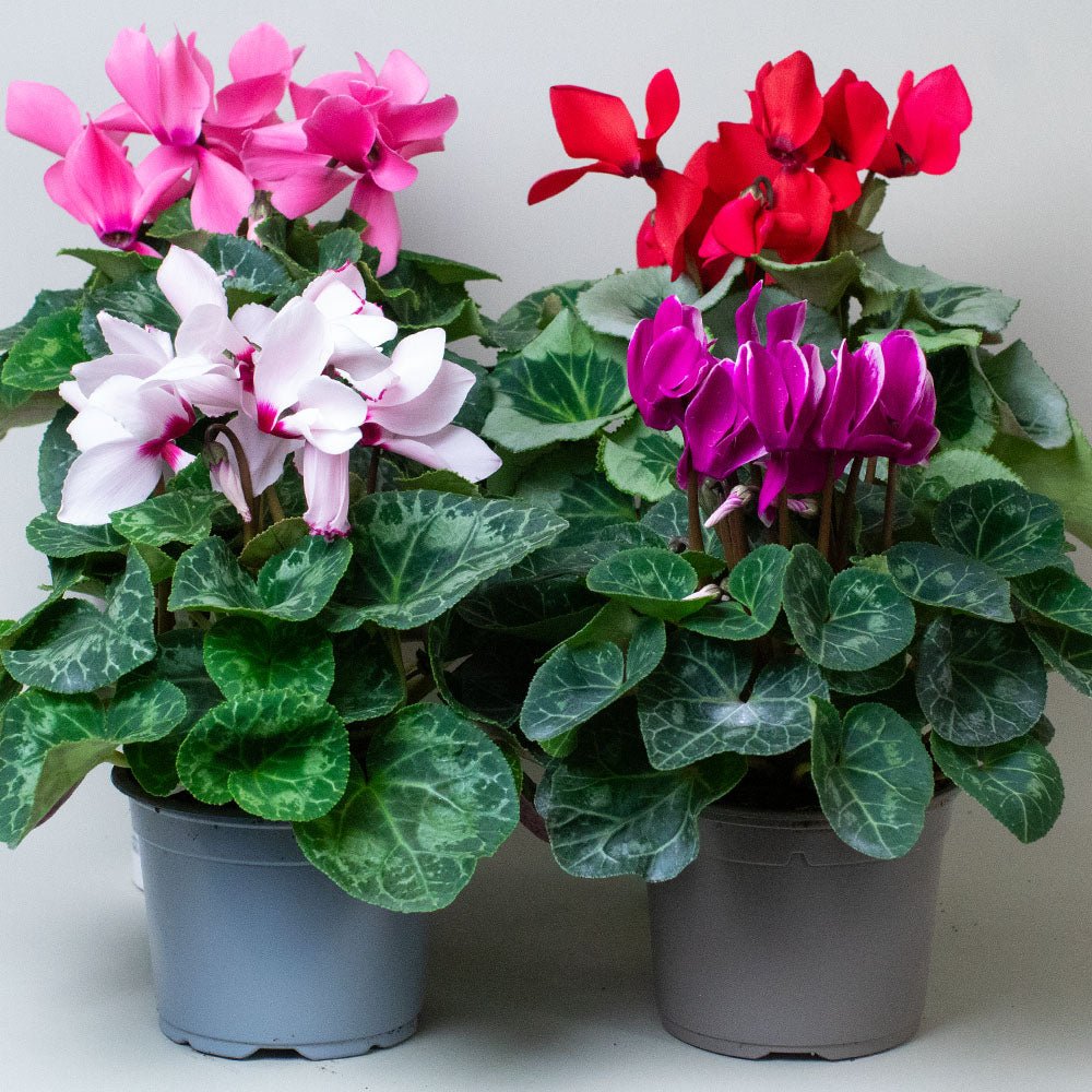 Mix of 4 cyclamen plants in flower