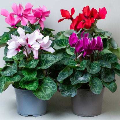 Mix of 4 cyclamen plants in flower