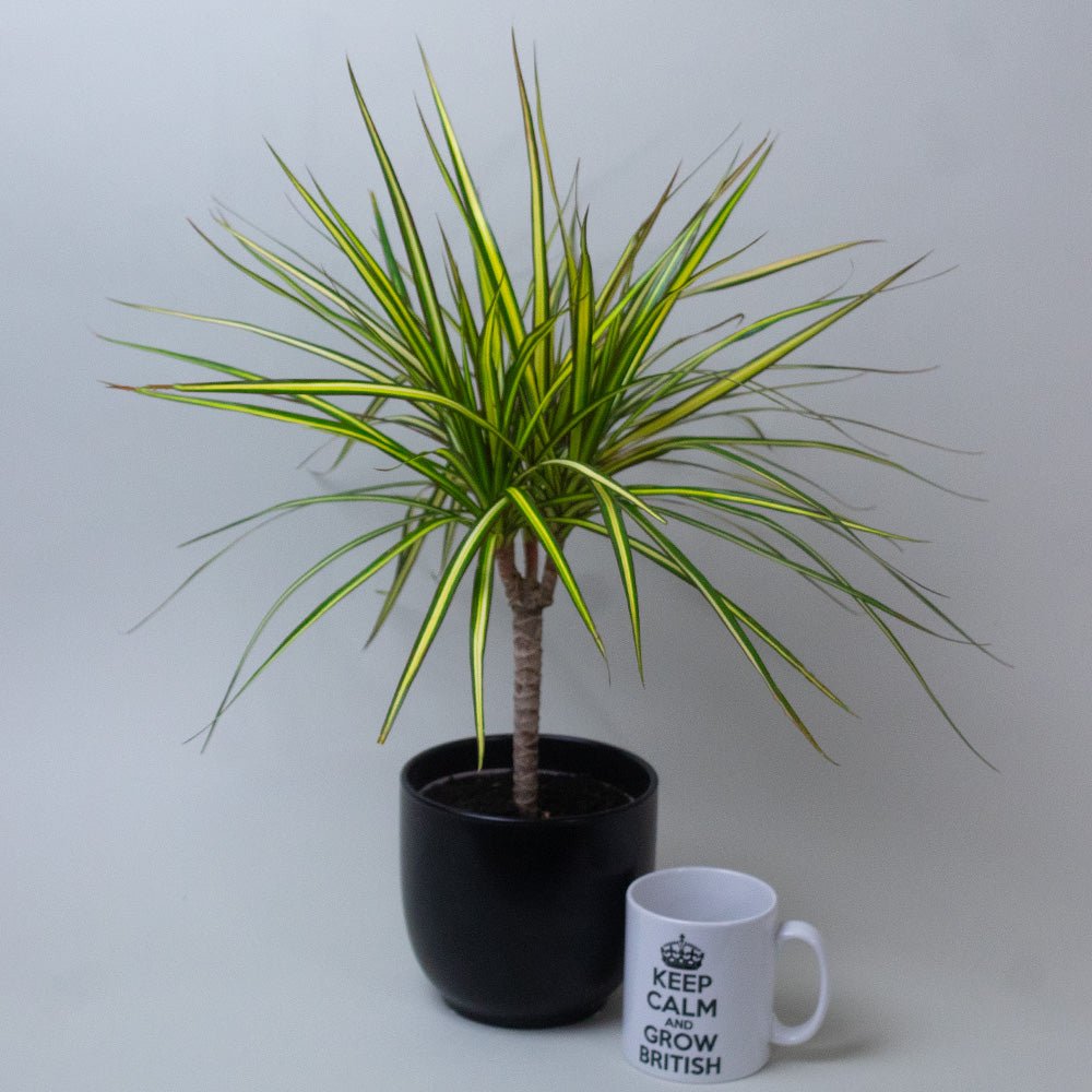 Dracaena Dragon Plant Golden Dragon in a black pot beside a white mug.