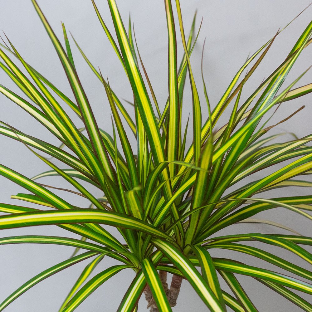 Golden Dragon variety of a Dracaena Dragon Plant with long green and yellow leaves.