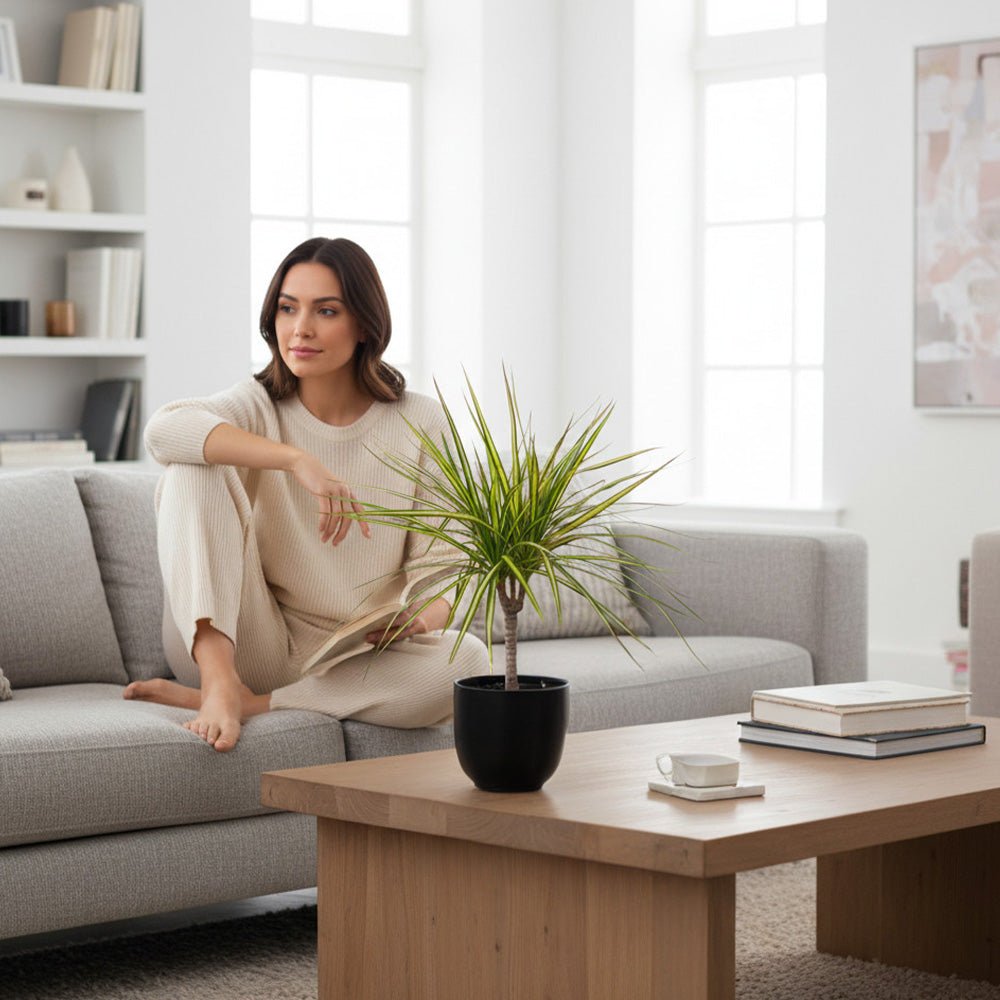 Medium-sized Dracaena Dragon Plant Golden Dragon in a minimalist black pot next to a lady. 
