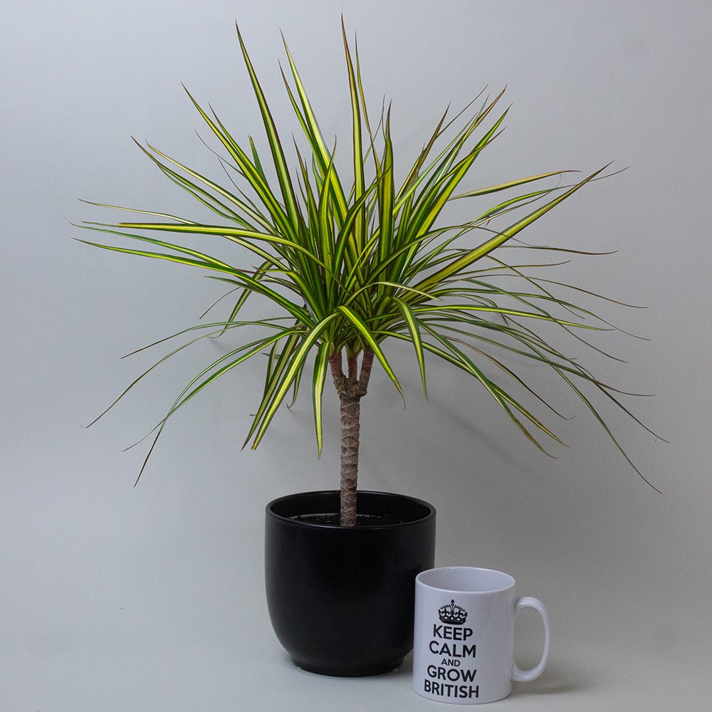 Decorative Dracaena Dragon Plant Golden Dragon with vibrant foliage photographed against a plain background.