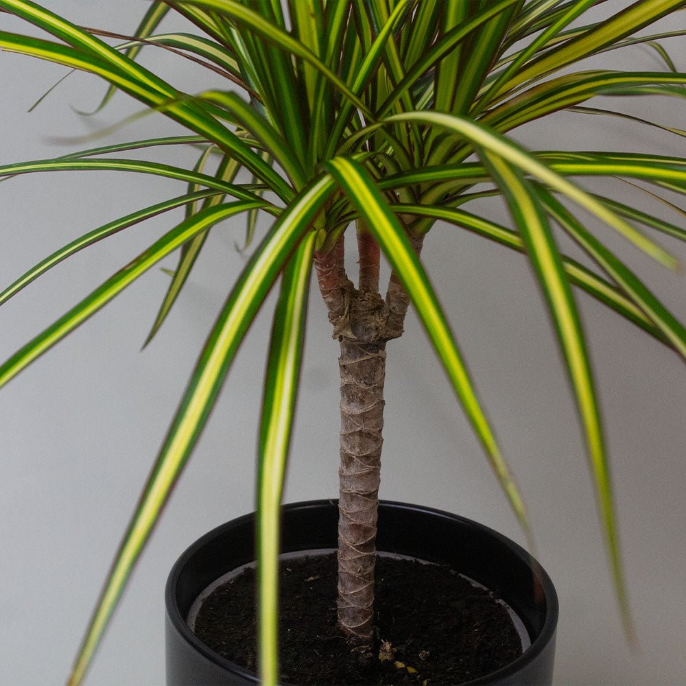 Indoor Dracaena Dragon Plant Golden Dragon, featuring slender yellow-edged leaves and a textured trunk.