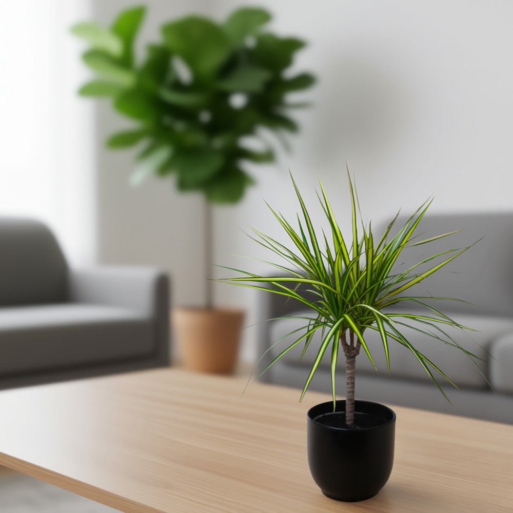 Dracaena Dragon Plant Golden Dragon in a black pot standing on a table.