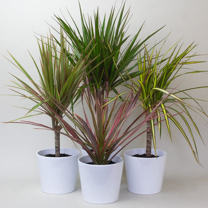 Three potted Dracaena Dragon Plant with green and purple leaves on a white background