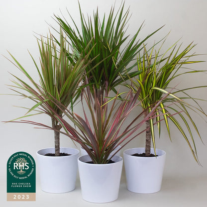 Three Dracaena Dragon Plant with green and purple leaves in white pots on a light background, with RHS Chelsea Flower Show 2023 badge.