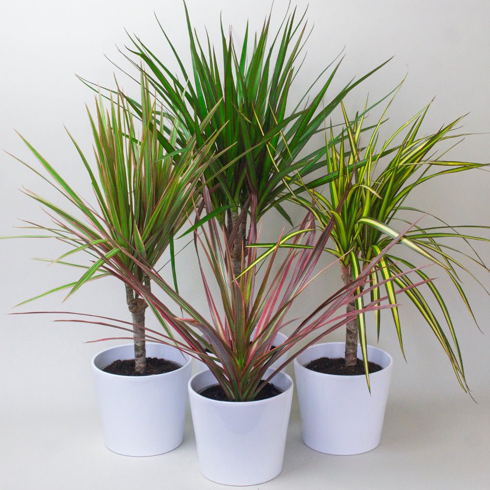 Three Dracaena Dragon Plant with green and red leaves on a white background