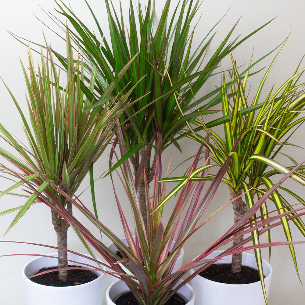 Three Dracaena Dragon Plant Mix with green and red leaves on a white background