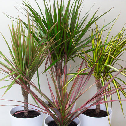 Three Dracaena Dragon Plant Mix with green and red leaves on a white background