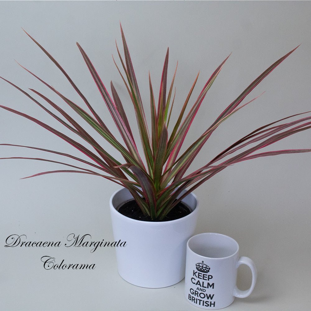 Potted Dracaena Dragon Plant next to a white mug with text on a light grey background