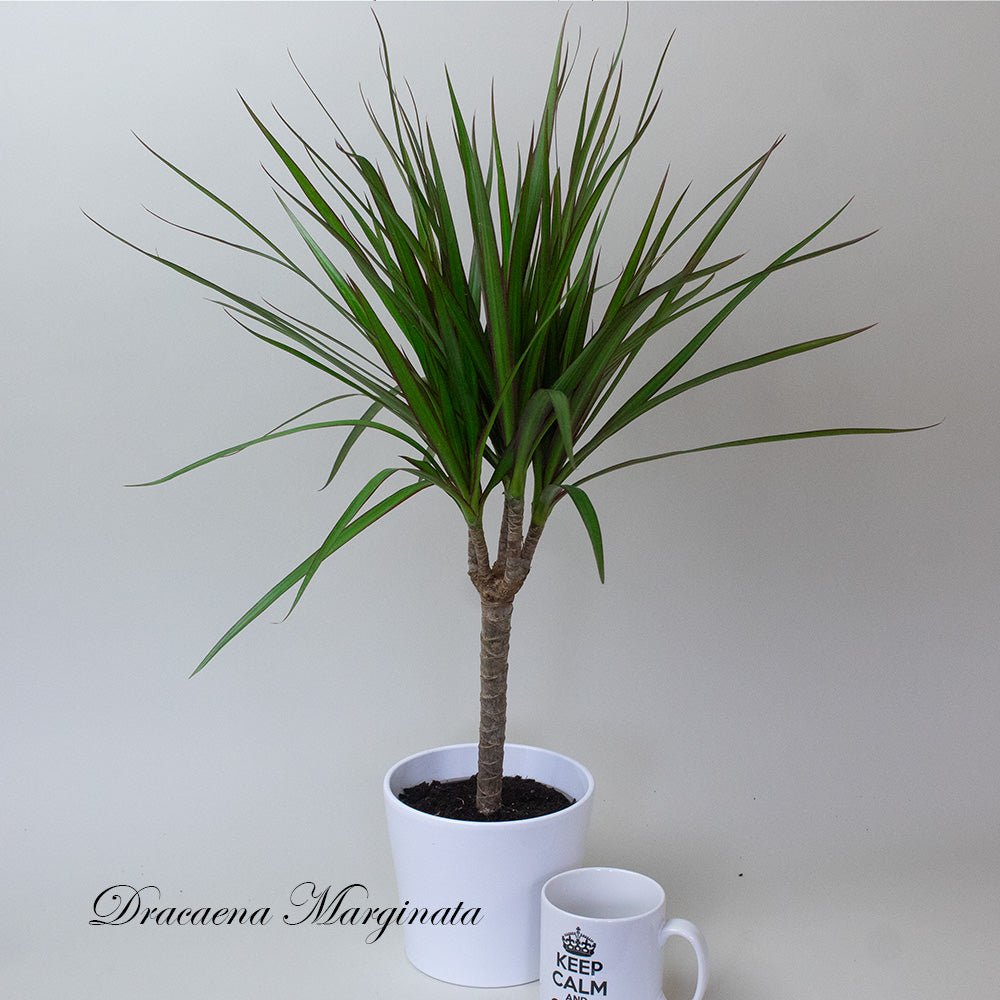 Potted Dracaena Dragon Plant with a white mug on a light grey background