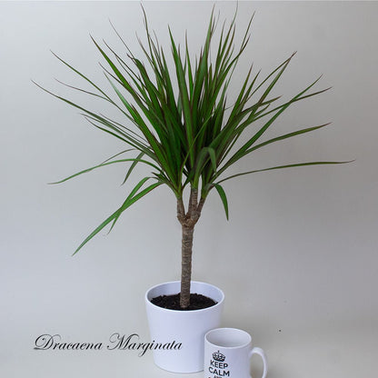 Potted Dracaena Dragon Plant with a white mug on a light grey background