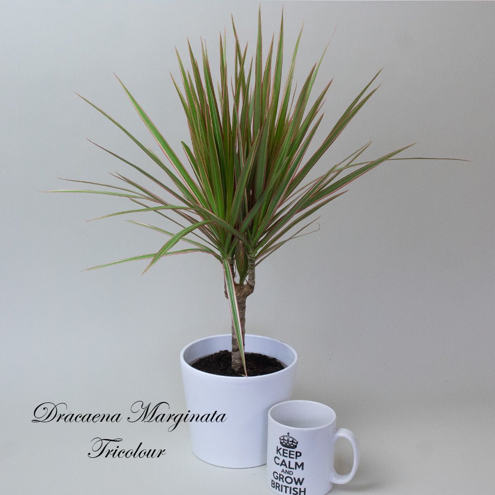 Potted Dracaena Dragon Plant Mix with a white mug on a light grey background