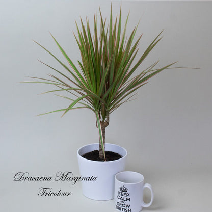 Potted Dracaena Dragon Plant Mix with a white mug on a light grey background