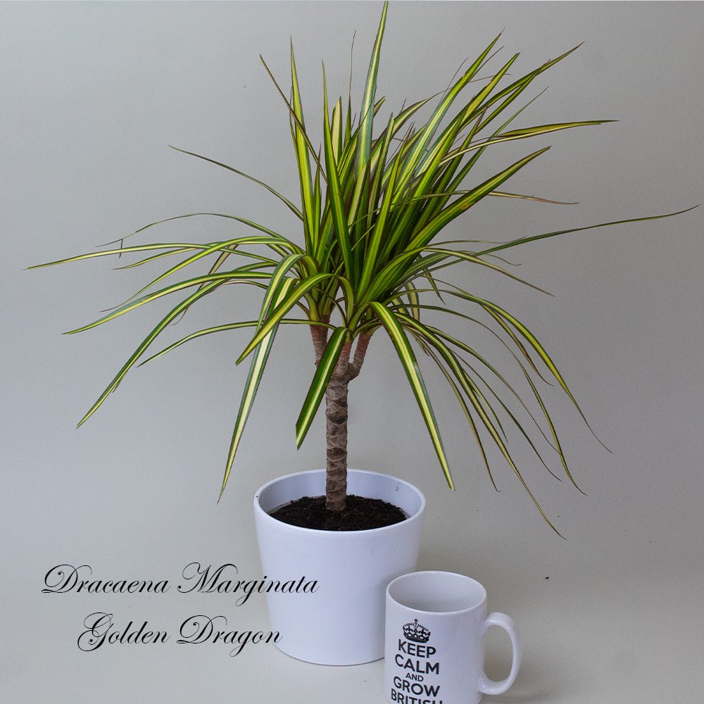 Potted Dracaena Dragon Plant next to a white mug with text on a plain background