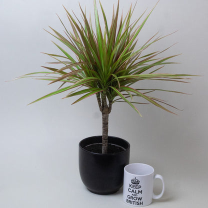 Dracaena Dragon Plant Tricolour in a black pot beside a white mug.