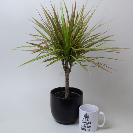 Dracaena Dragon Plant Tricolour in a black pot beside a white mug.