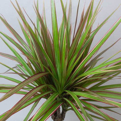 Medium-sized Dracaena Dragon Plant Tricolour with red-edged foliage.