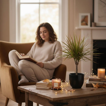 Dracaena Dragon Plant Tricolour in a dark planter, displayed next to a lady enjoying a book. 