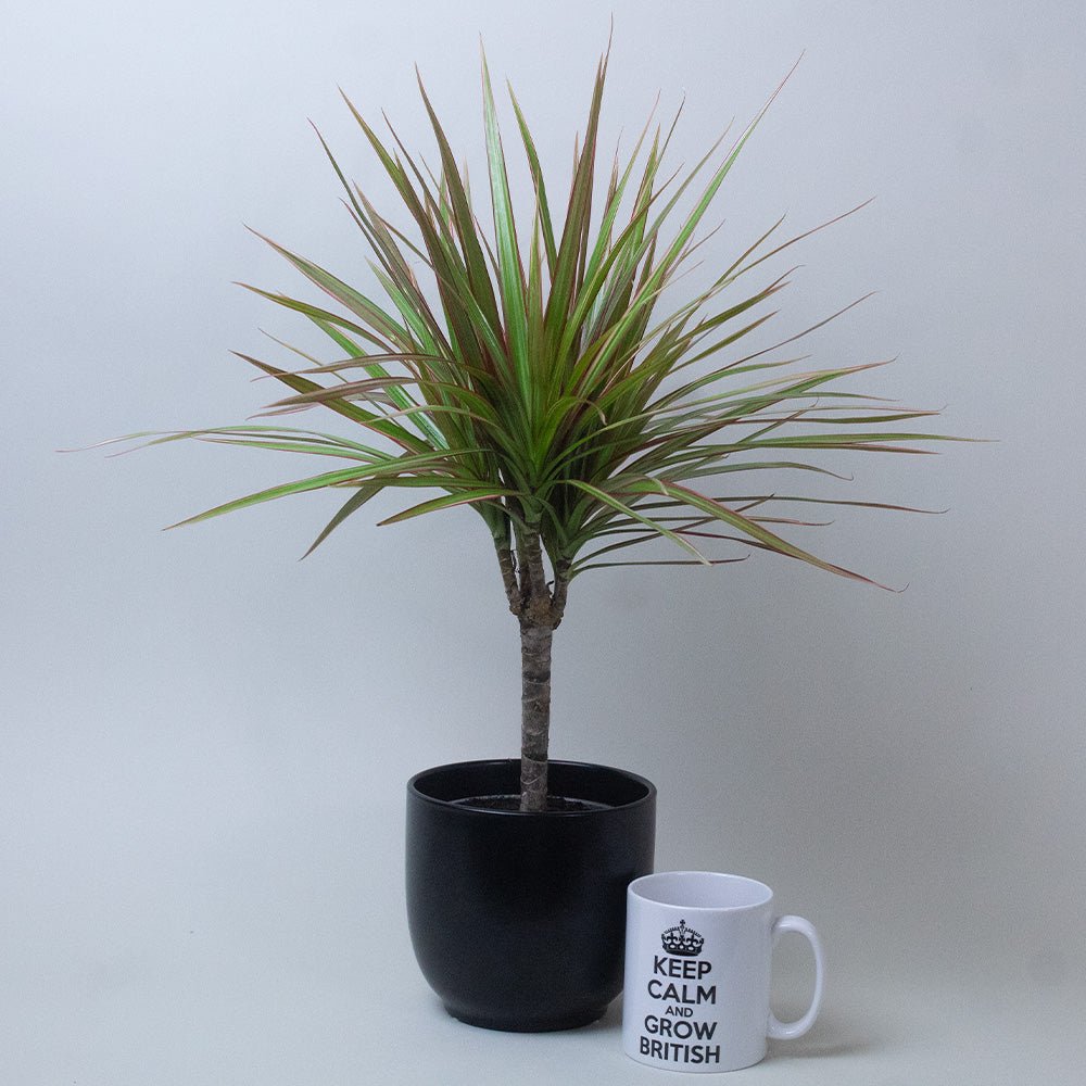 Dracaena Dragon Plant Tricolour in a dark planter, displayed next to a white ‘Keep Calm and Grow British’ mug.