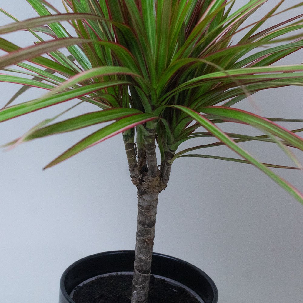 Potted Dracaena Dragon Plant Tricolour with long green, cream, and red-tinted leaves and a long trunk.