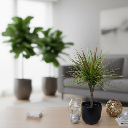 Decorative Dracaena Dragon Plant Tricolour featuring its upright stem and multicoloured leaves in a living room. 