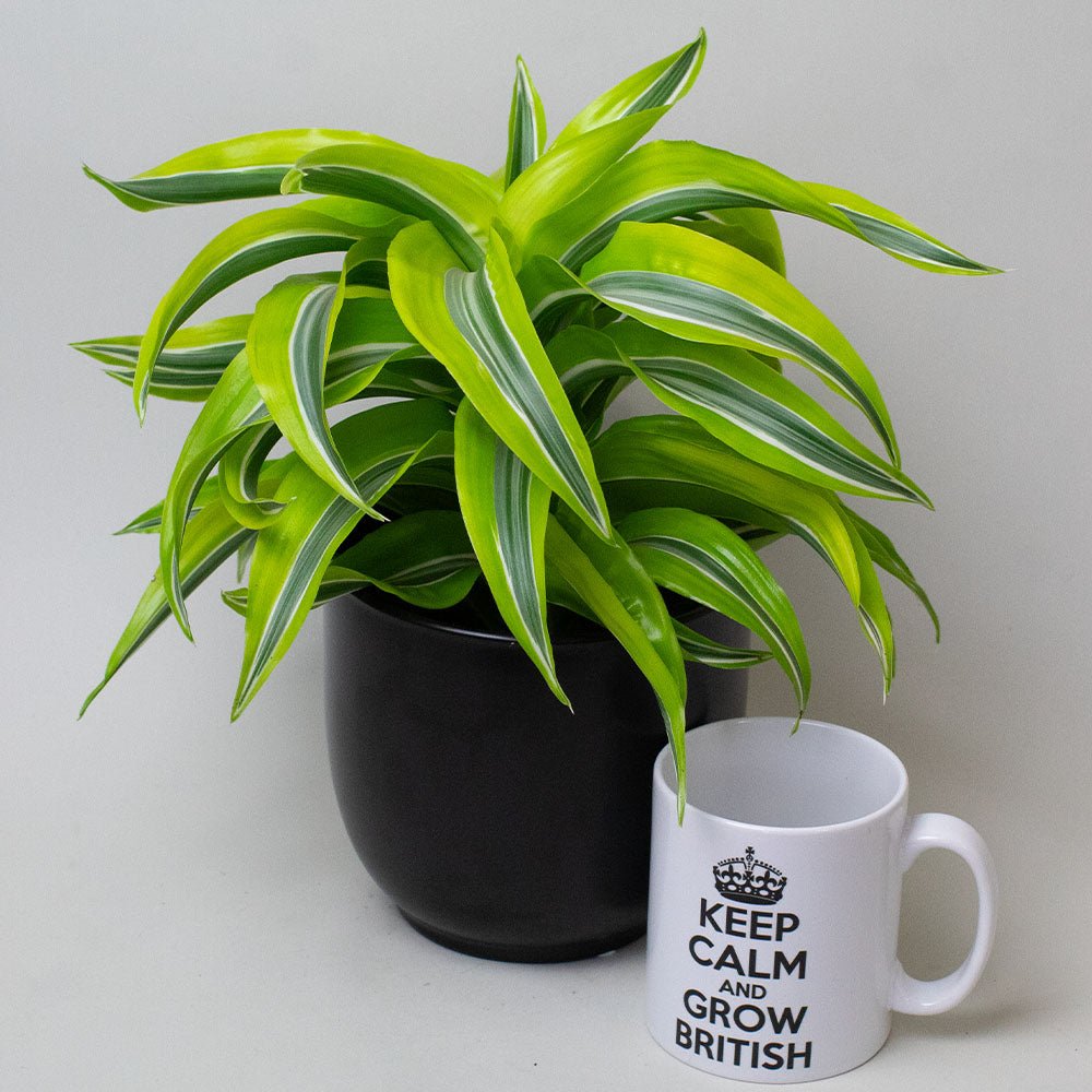 Potted Dragon Tree plant next to a mug with 'Keep Calm and Grow British' text on a plain background