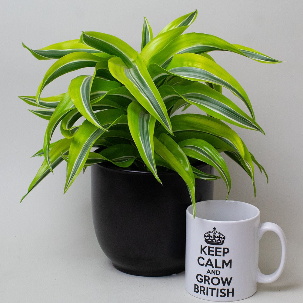 Potted Dragon Tree plant next to a mug with 'Keep Calm and Grow British' text on a plain background
