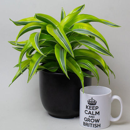 Potted Dragon Tree plant next to a mug with 'Keep Calm and Grow British' text on a plain background