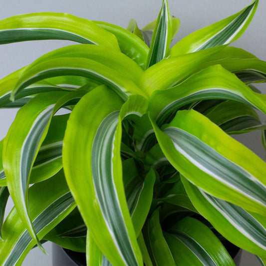 Close-up of a Dragon Tree green and white striped house plant against a neutral background