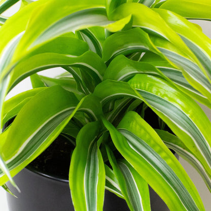 Potted Dragon Tree plant with green and white leaves on a plain background