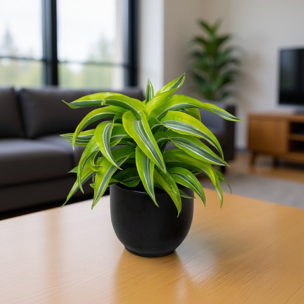 Potted Dragon Tree plant on a table in a living room setting