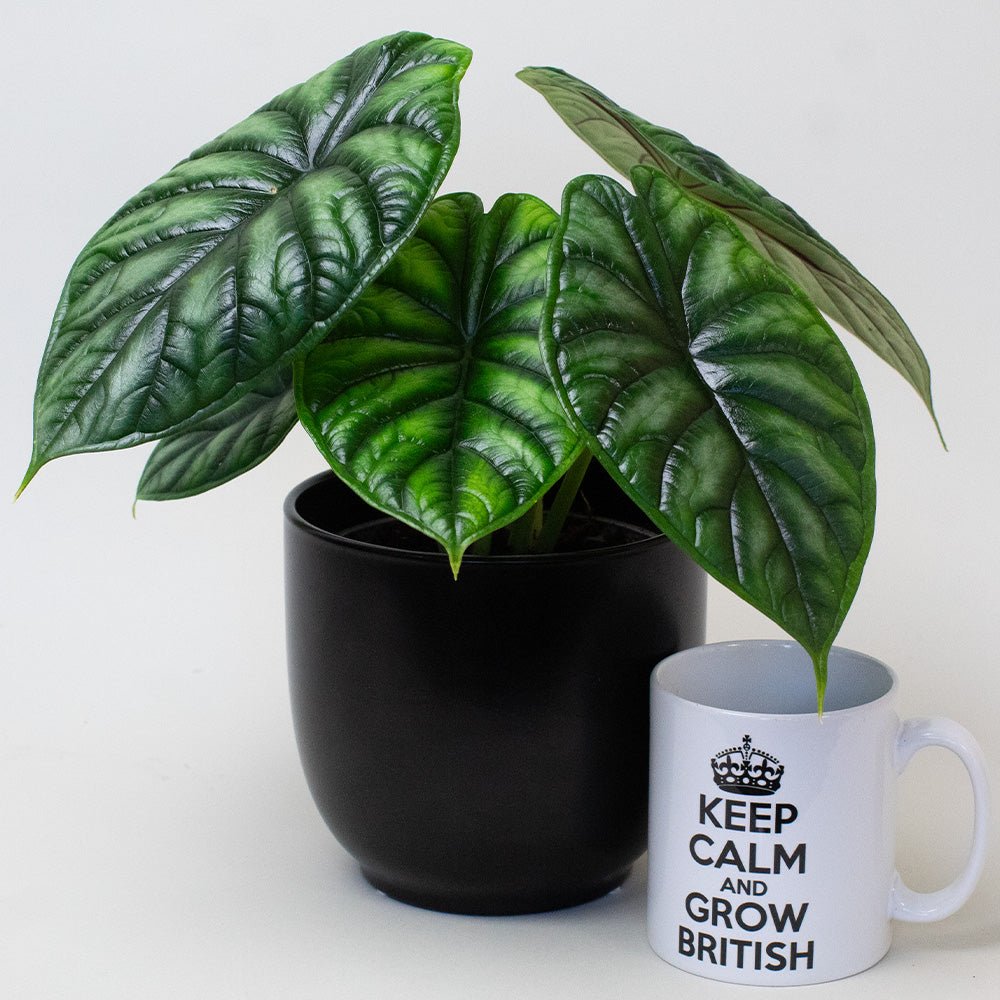 Alocasia Baginda Dragon Scale plant in 13cm pot