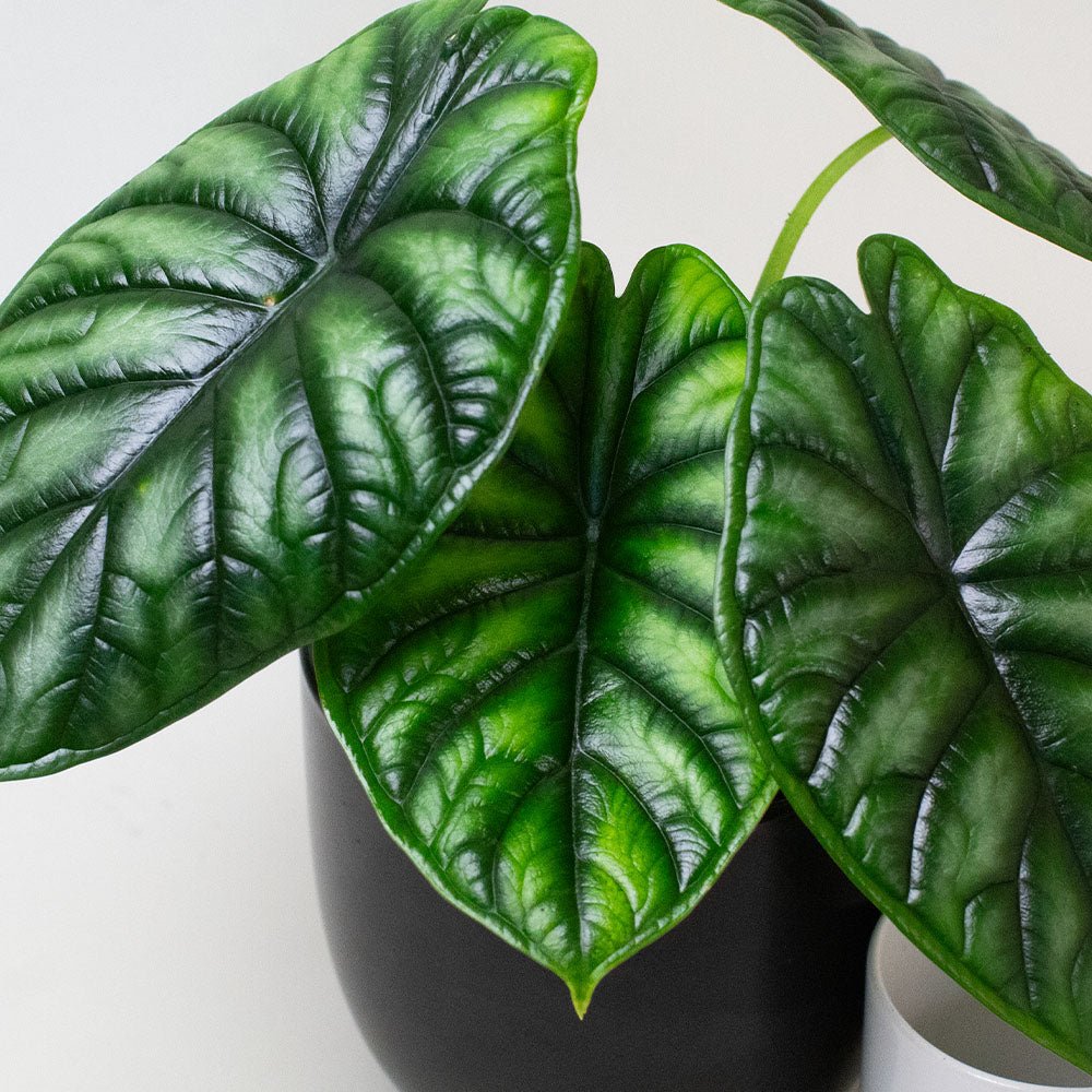 Close-up of Dragon Scale foliage with textured leaves