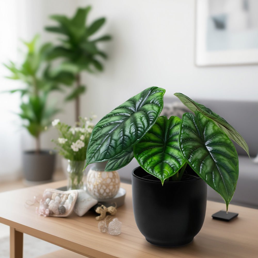 Indoor Dragon Scale plant displayed in black pot on a table.