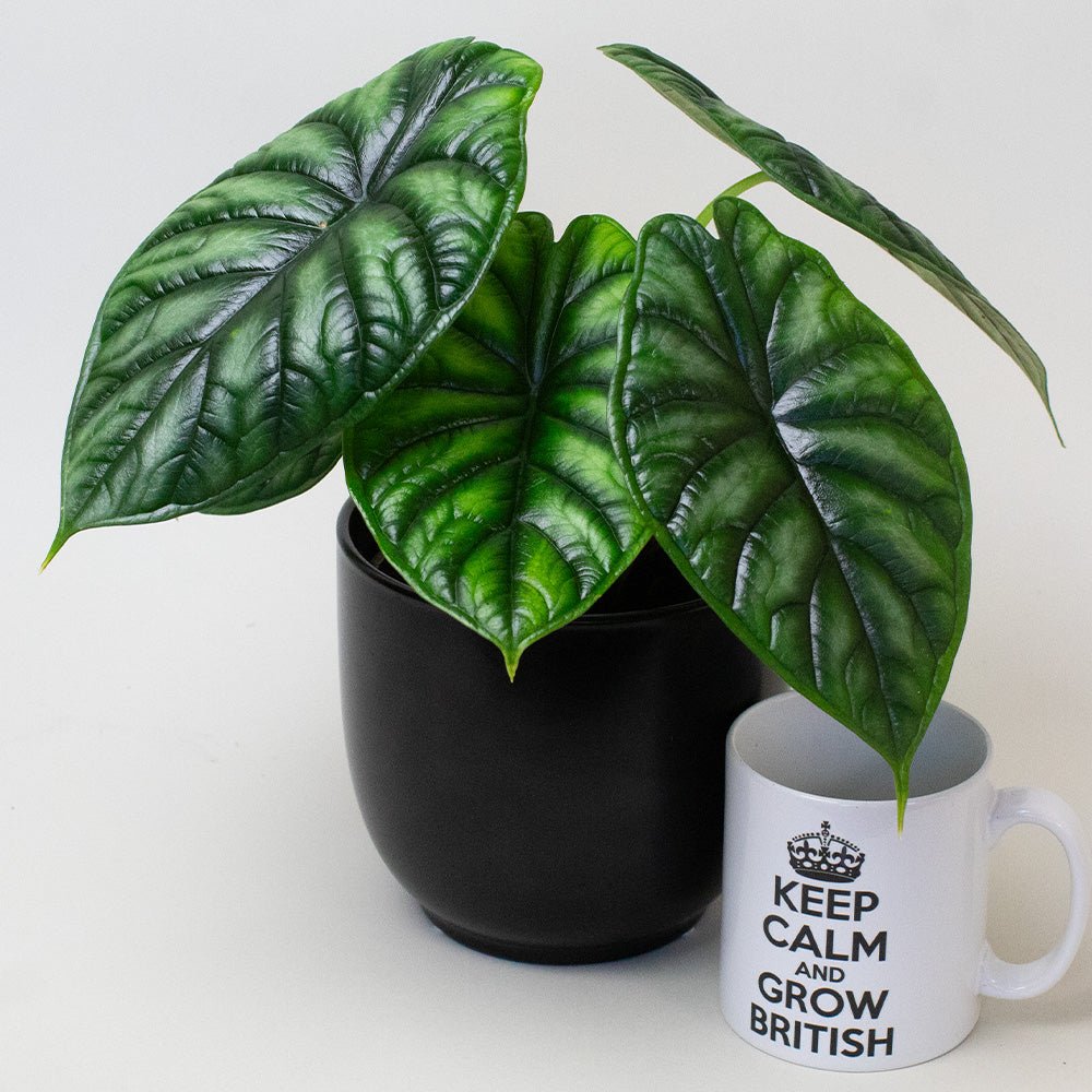 Healthy Dragon Scale plant measuring 25–40cm tall.