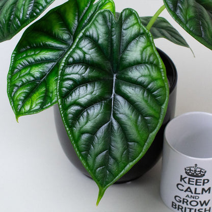 Close-up of Dragon Scale foliage with textured leaves