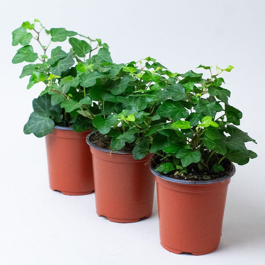 Three potted English Ivy Hedera Helix Green plants with green leaves on a white background