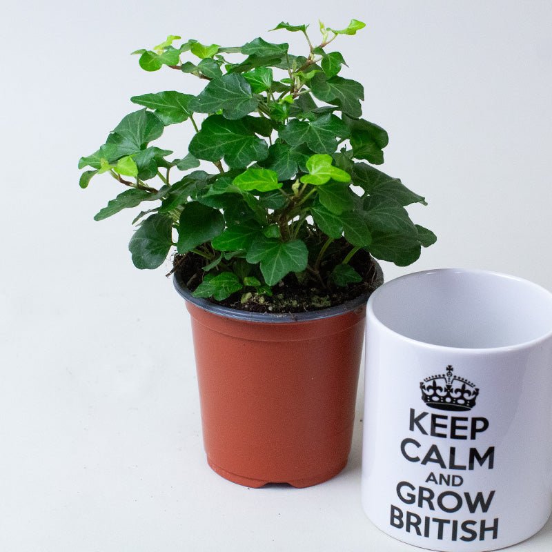 English Ivy Hedera Helix Green Potted plant next to a mug with 'Keep Calm and Grow British' text on a white background