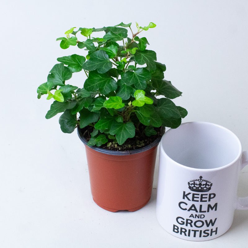 English Ivy Hedera Helix Green Potted plant next to a mug with 'Keep Calm and Grow British' text on a white background