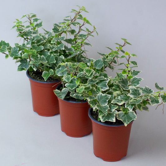 Three potted English Ivy Hedera Helix Variegated plants with green leaves on a light gray background