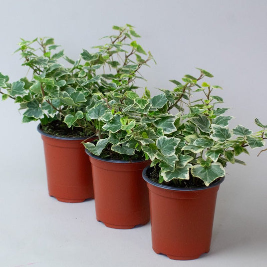 Three potted English Ivy Hedera Helix Variegated plants with green leaves in terracotta pots on a light gray background