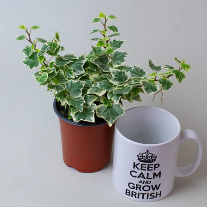 Potted English Ivy Hedera Helix Variegated plant next to a mug with 'Keep Calm and Grow British' text on a light background