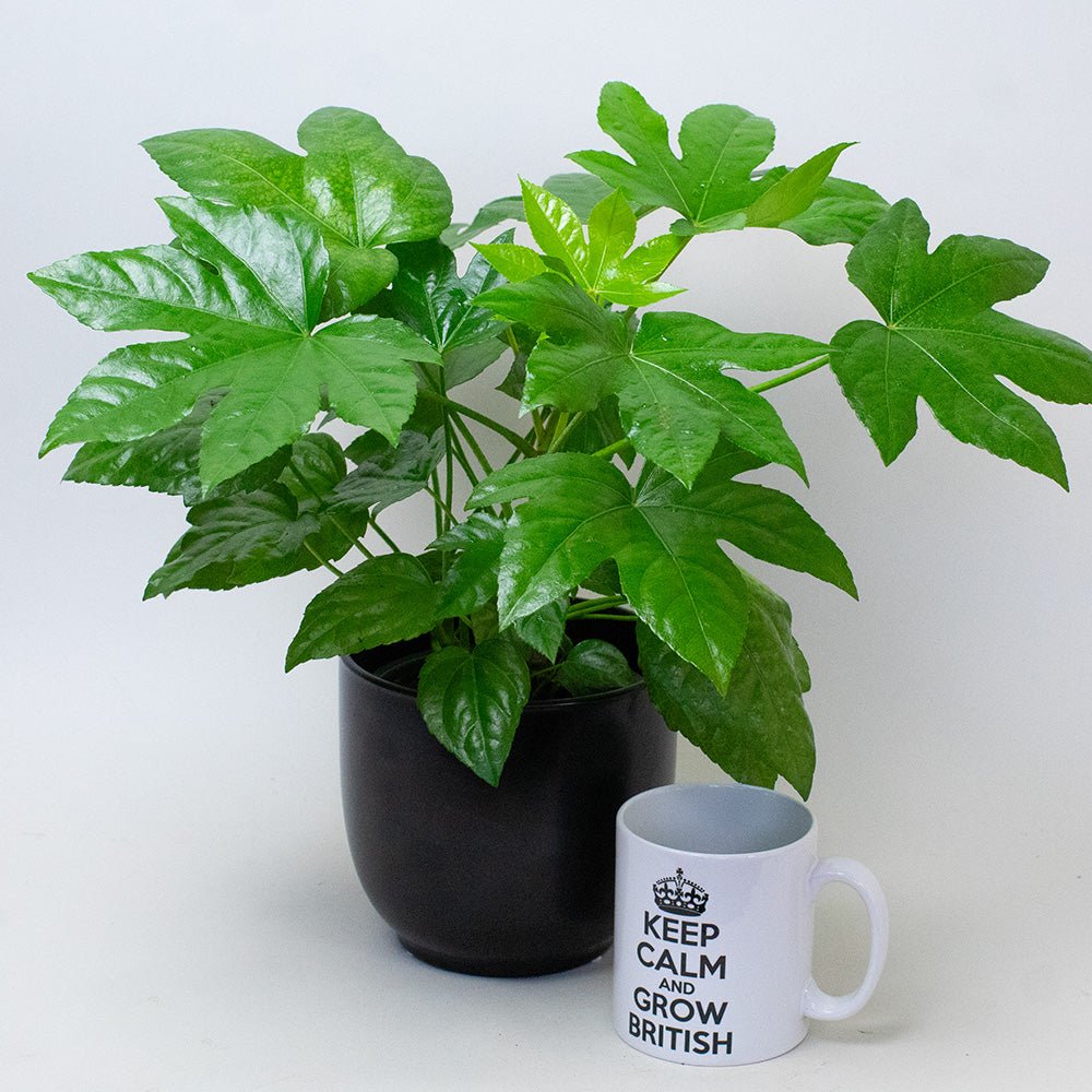 Fatsia Japonica plant with large glossy green leaves in a plastic pot, shown beside a white mug for size reference.