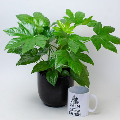 Fatsia Japonica plant with large glossy green leaves in a plastic pot, shown beside a white mug for size reference.