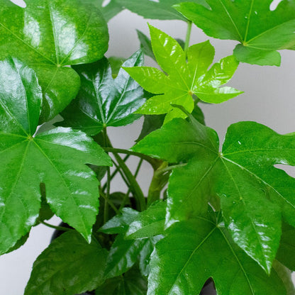 Close-up of Fatsia Japonica leaves showing glossy green foliage and new bright green growth.