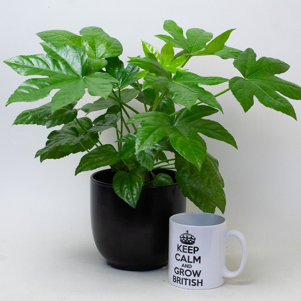 Fatsia Japonica plant with glossy green leaves in a plastic pot, shown next to a white mug for size comparison.