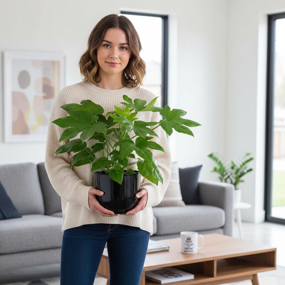 Woman holding a Fatsia Japonica plant in a black plastic pot inside a modern living room, showing the size and glossy green leaves.