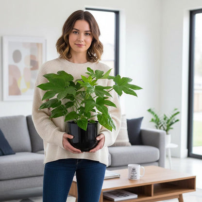 Woman holding a Fatsia Japonica plant in a black plastic pot inside a modern living room, showing the size and glossy green leaves.