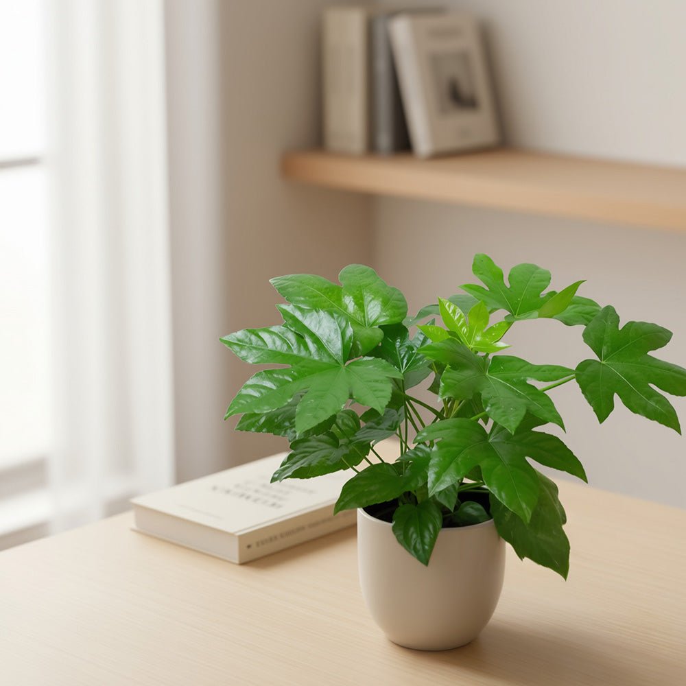 Fatsia Japonica plant with glossy green leaves in a white pot on a desk in a bright, modern room.